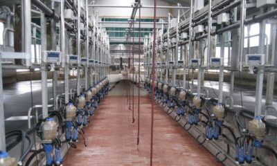 The Milking Room